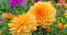 Các loại hoa cúng thắp hương ngày lễ Tết và ý nghĩa
