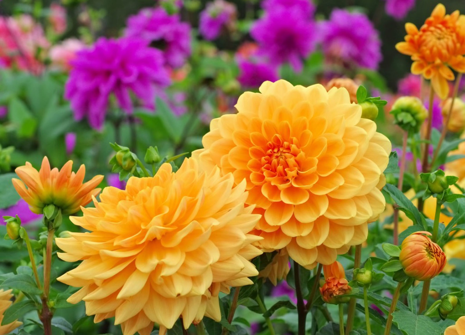 Hoa thược dược