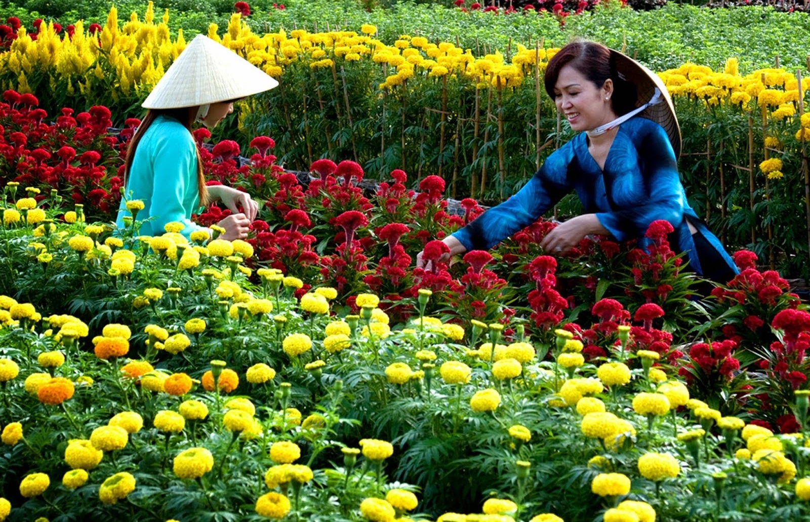 Lịch trồng hoa Tết 2022: Thời gian trồng hoa Tết là khi nào? Lịch trồng hoa Tết 2024: Thời gian trồng hoa Tết là khi nào?