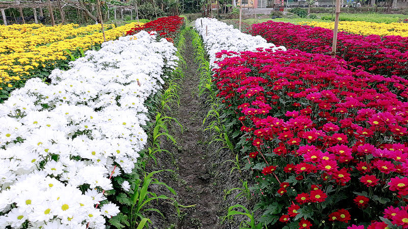Lịch trồng hoa Tết 2022: Thời gian trồng hoa Tết là khi nào? Lịch trồng hoa Tết 2024 là khi nào?