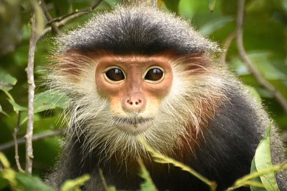 Tuổi Thân mệnh gì? Tuổi Thân mệnh gì?