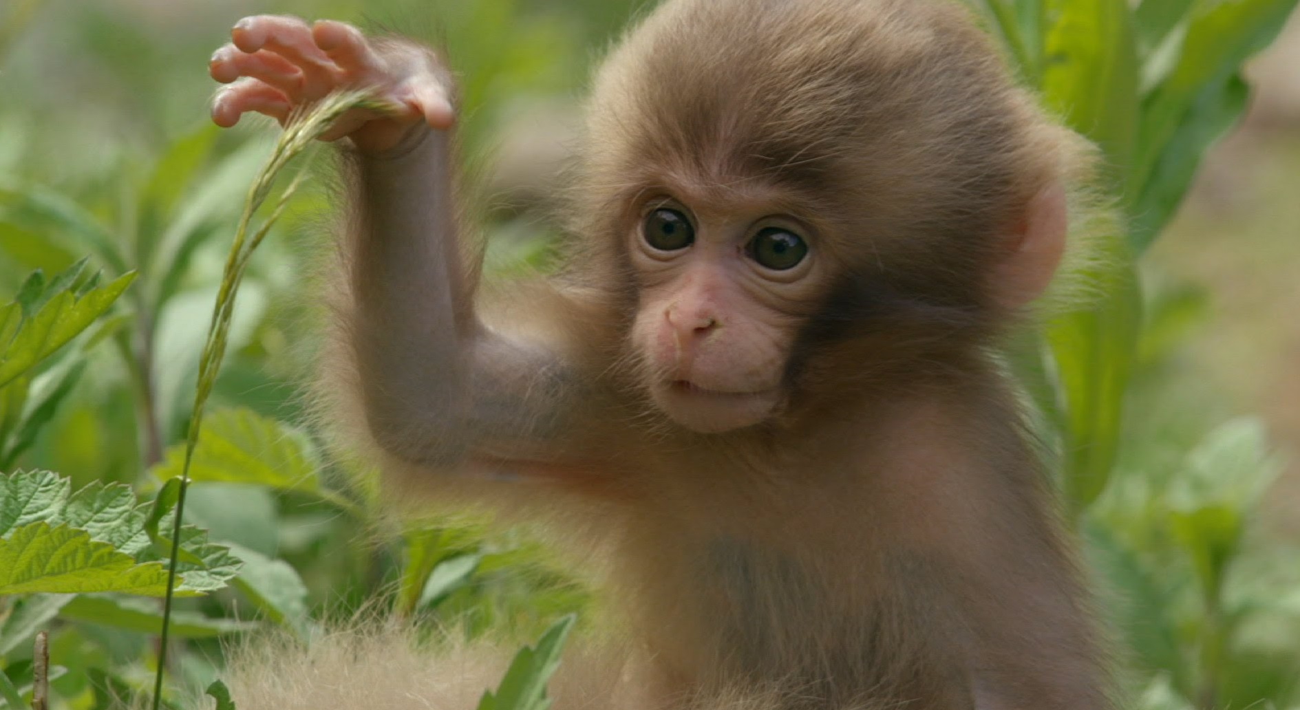 Tuổi Thân hợp với tuổi gì? Tuổi Thân hợp với tuổi gì?