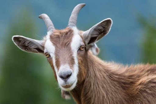 Tuổi Mùi Tuổi Mùi