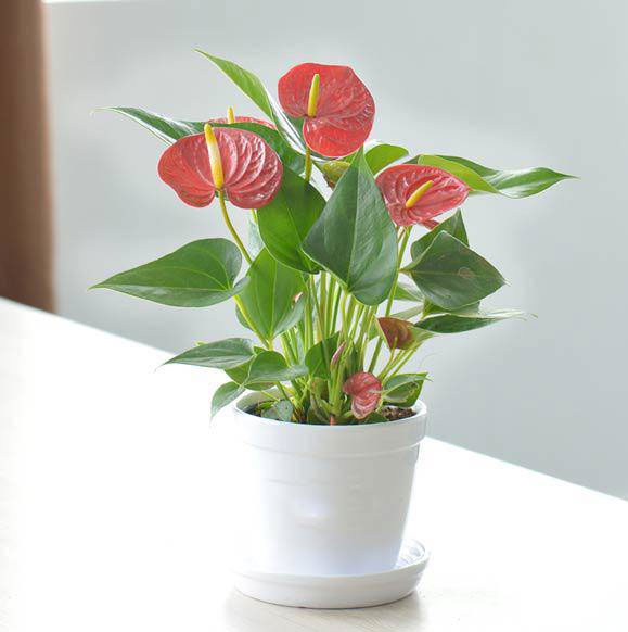 Tuổi Tuất Tuổi Tuất