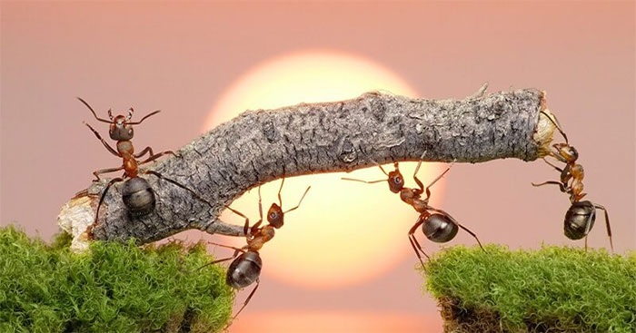 Ca dao tục ngữ về năng động sáng tạo