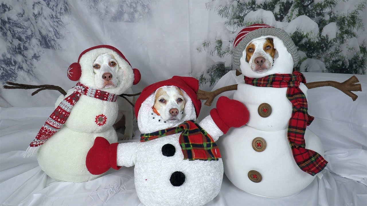 Stt Noel hài hước nhất Stt Noel hài hước nhất