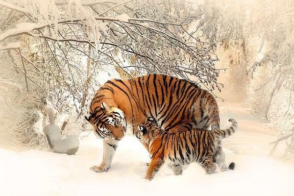 Người sinh giờ Dần có sướng không? Người sinh giờ Dần có sướng không?