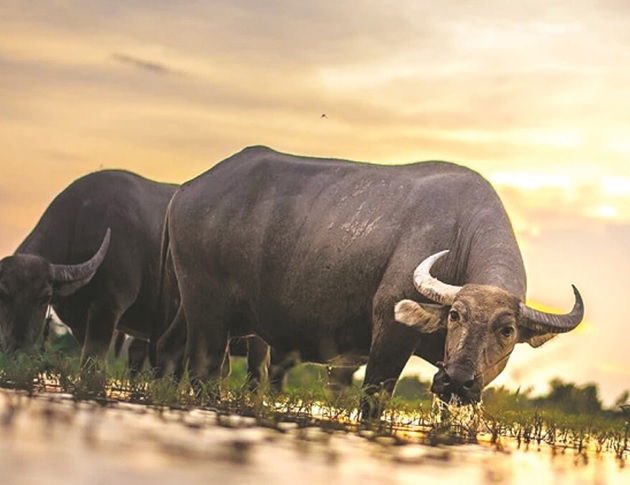 Giờ Sửu là mấy giờ