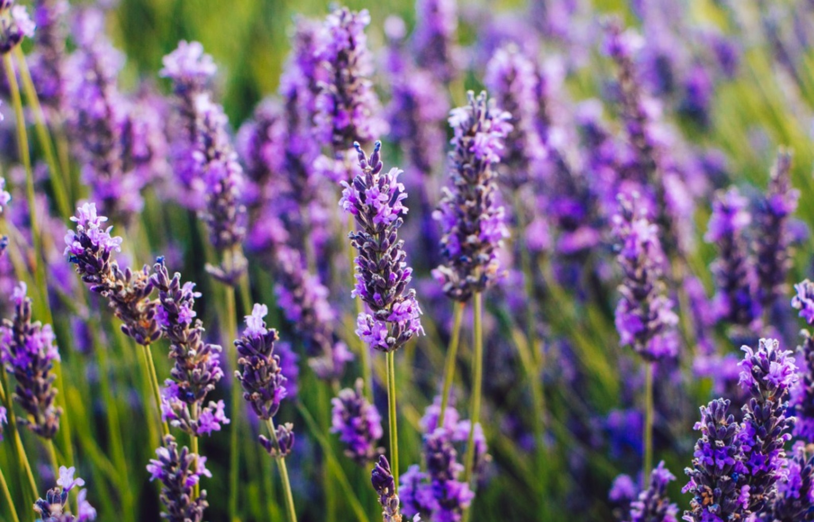 Top 10 các loài hoa đẹp nhất thế giới Top 10 các loài hoa đẹp nhất thế giới