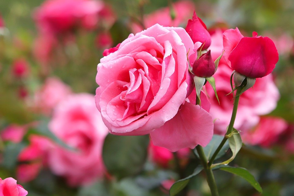 Top 10 các loài hoa đẹp nhất thế giới Top 10 các loài hoa đẹp nhất thế giới