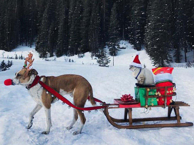 Những hình ảnh chế Noel Những hình ảnh chế Noel