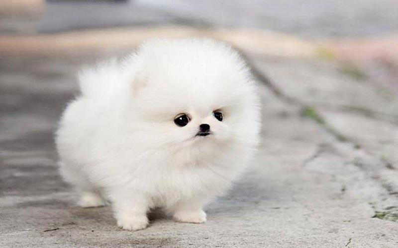 Chó Phốc sóc Chó Phốc sóc