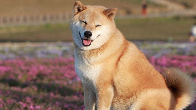 Chó Shiba Inu Chó Shiba Inu
