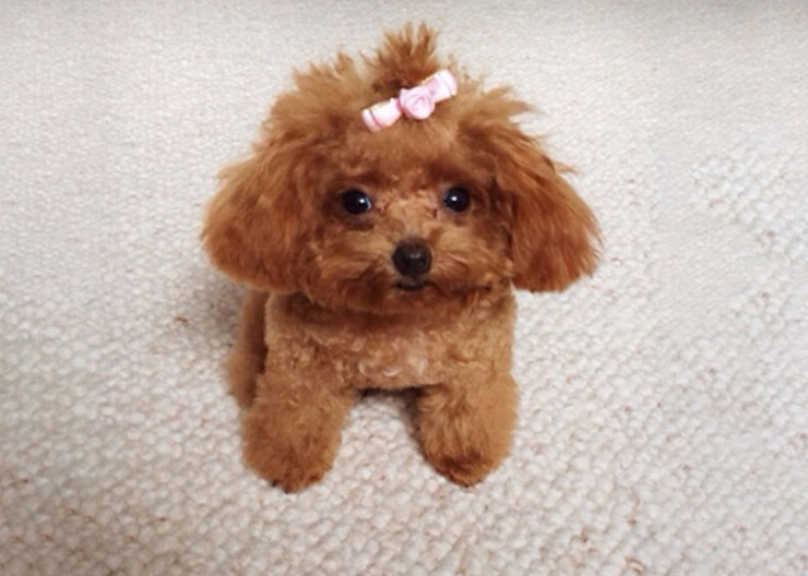 Chó Poodle Chó Poodle