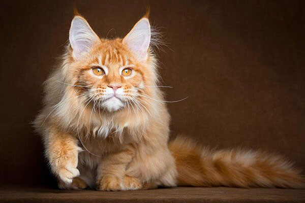 Mèo Maine Coon