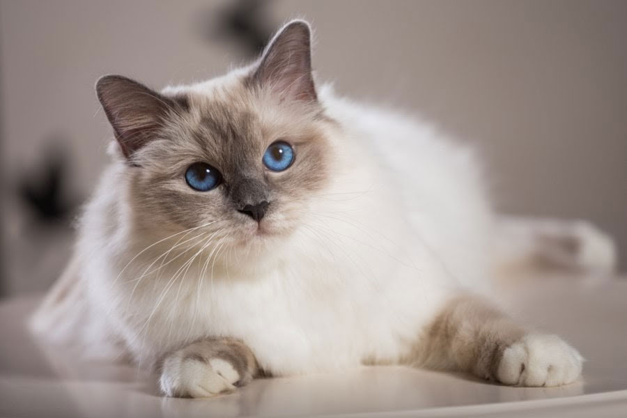 Mèo Birman