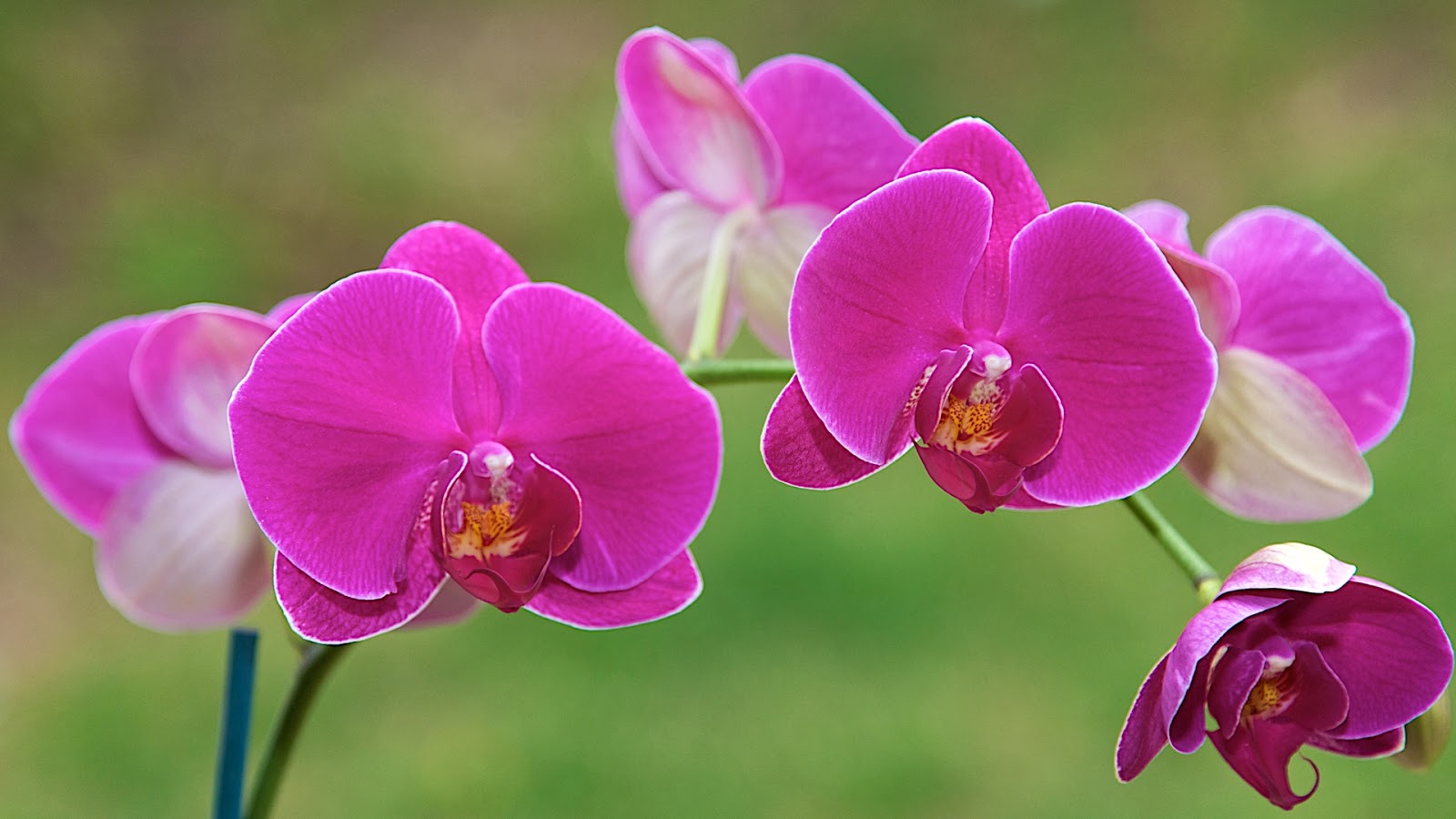 Lan hồ điệp (Phalaenopsis)