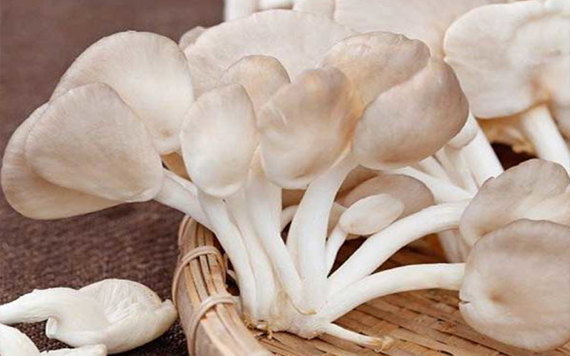 Tất cả loại nấm