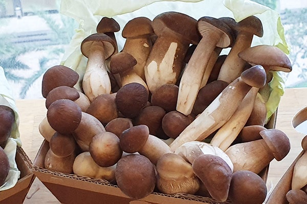 Các loại nấm ăn được trong rừng thông