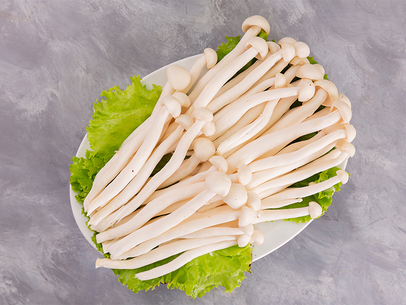 Các loại nấm thường gặp