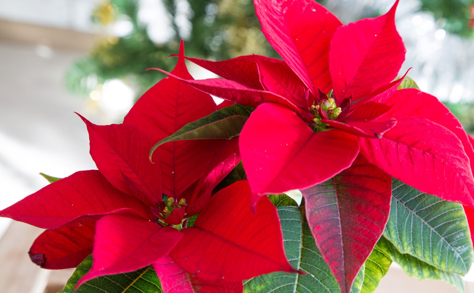 Hoa may mắn trong công việc