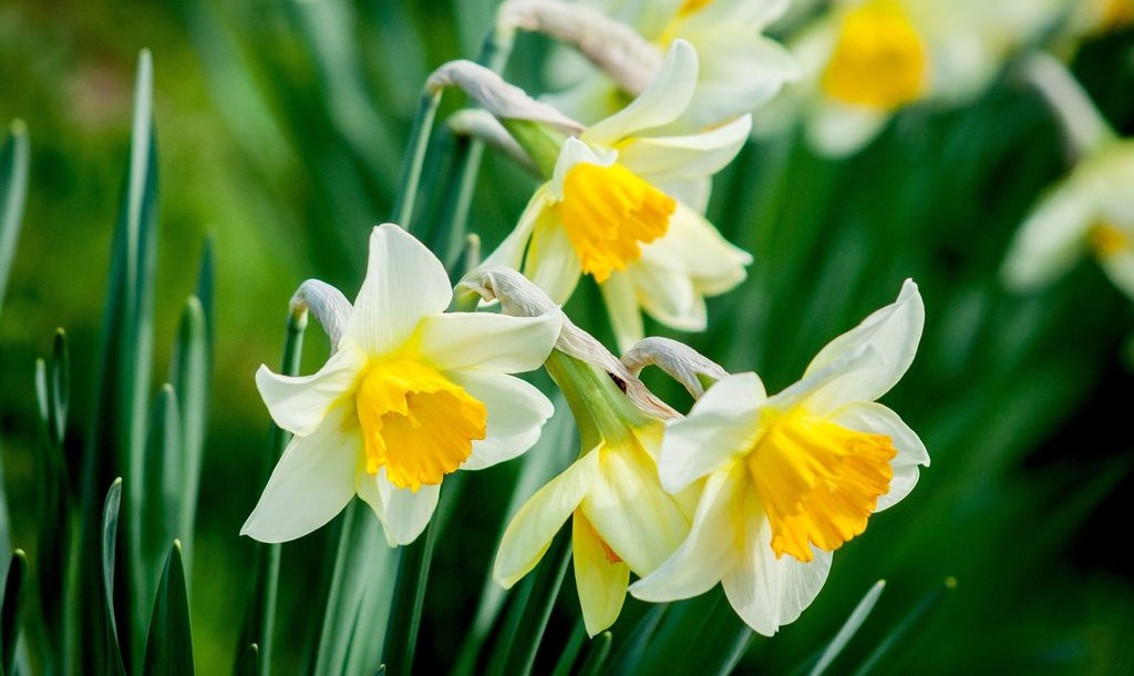 Hoa may mắn trong cuộc sống