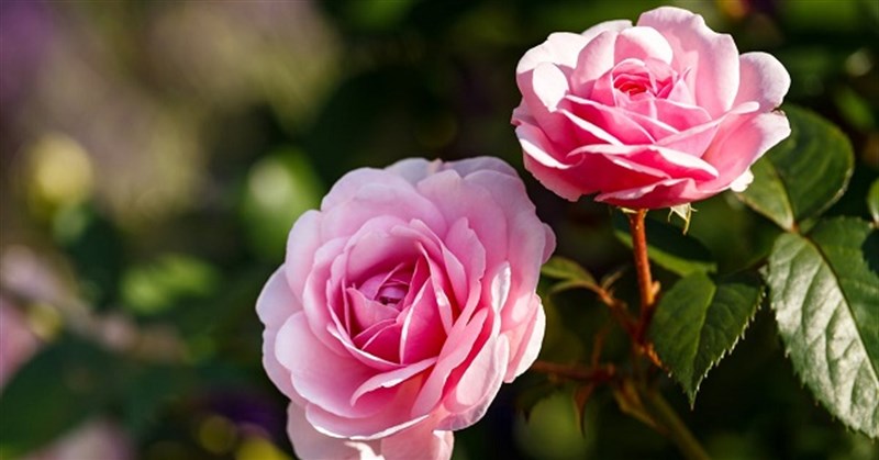 10 loài hoa may mắn trong tình yêu, công việc và cuộc sống