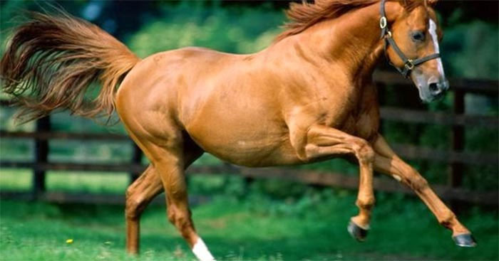 Giờ Ngọ là mấy giờ Giờ Ngọ là mấy giờ