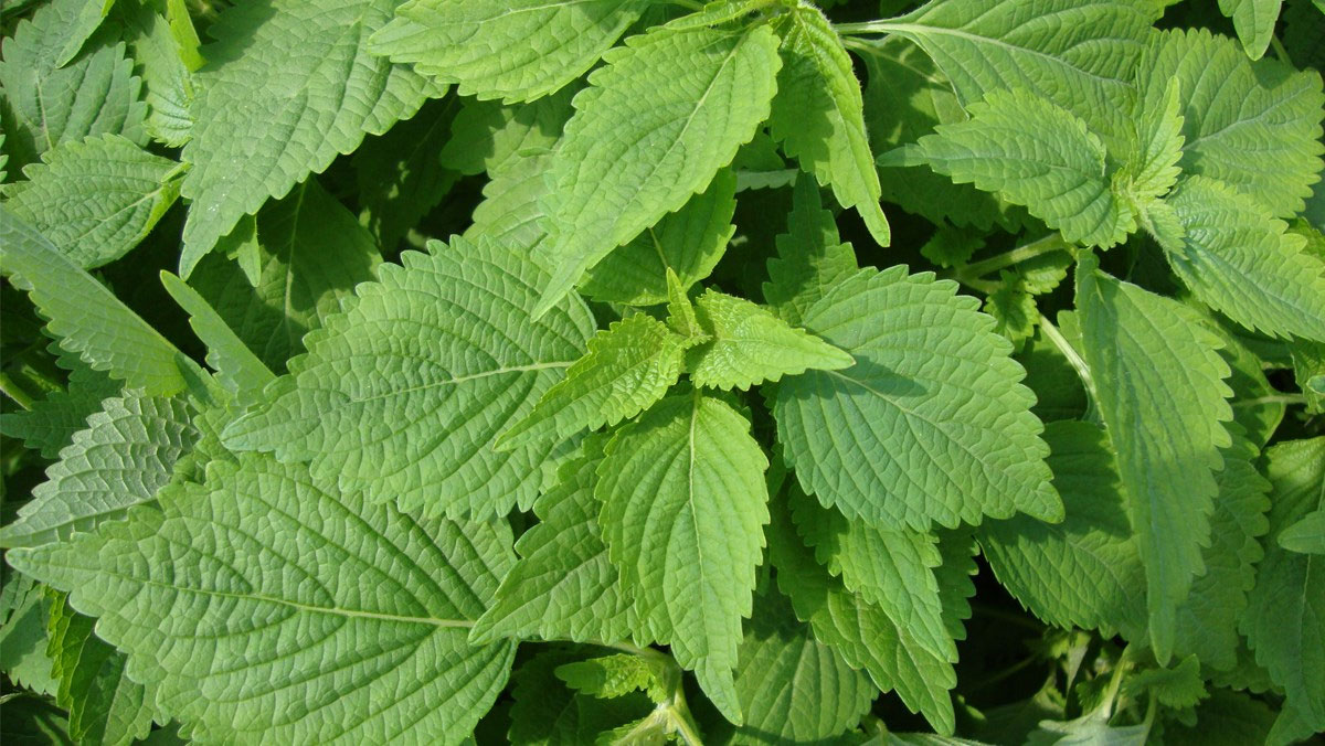 Kinh giới Kinh giới