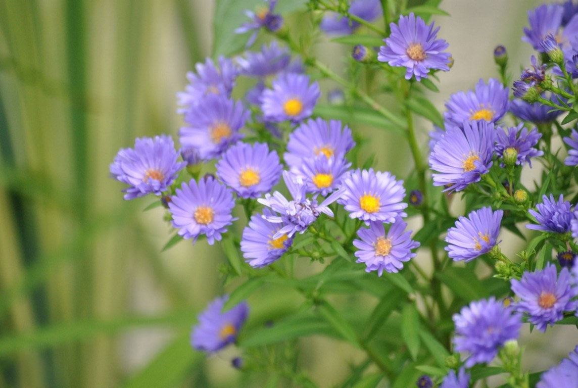 Ý nghĩa của các loài hoa Ý nghĩa của các loài hoa