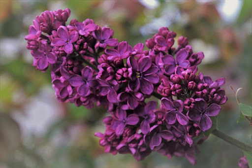 Ý nghĩa của các loài hoa Ý nghĩa của các loài hoa