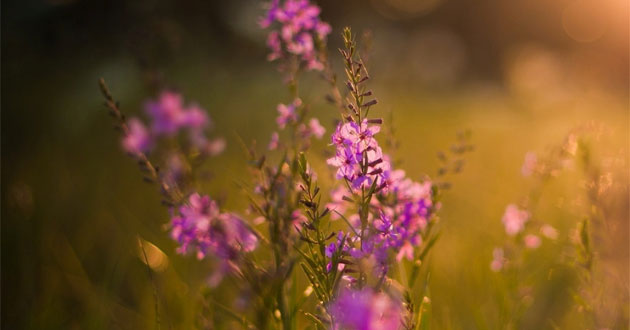 Ý nghĩa của các loài hoa Ý nghĩa của các loài hoa