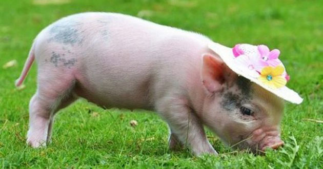 Giờ Hợi là từ mấy giờ