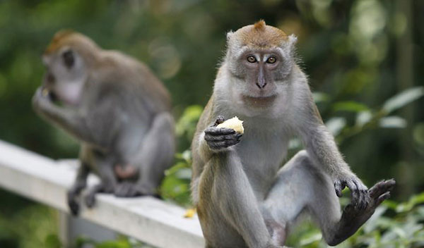 Giờ Thân là mấy giờ