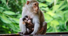 Giờ Thân là mấy giờ đến mấy giờ? Sinh giờ Thân sướng hay khổ?