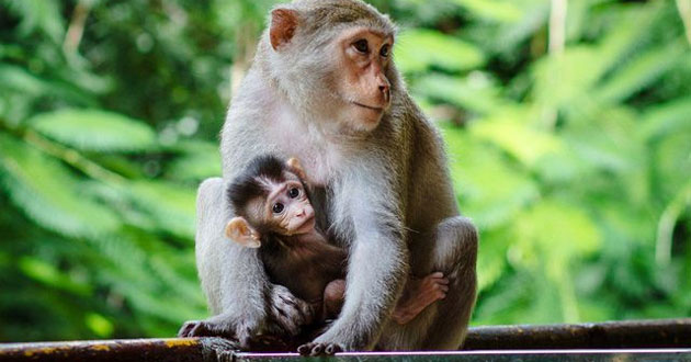 Giờ Thân là mấy giờ