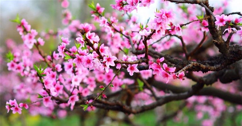 Lịch tháng 1: Lịch âm dương tháng 1 chuẩn nhất