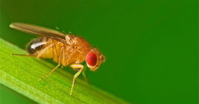 7 Cách đuổi ruồi hiệu quả nhanh nhất ra khỏi nhà