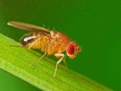 7 Cách đuổi ruồi hiệu quả nhanh nhất ra khỏi nhà