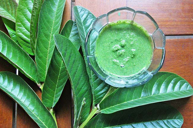 Lá ổi có chứa những chất gì?