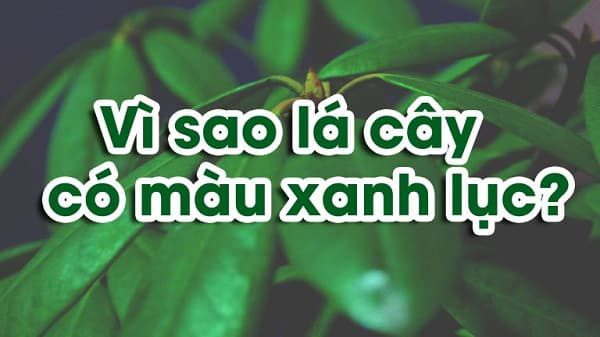 Tìm hiểu vì sao lá cây có màu xanh lục