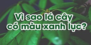 Vì sao lá cây có màu xanh lục? Tại sao diệp lục có màu xanh?