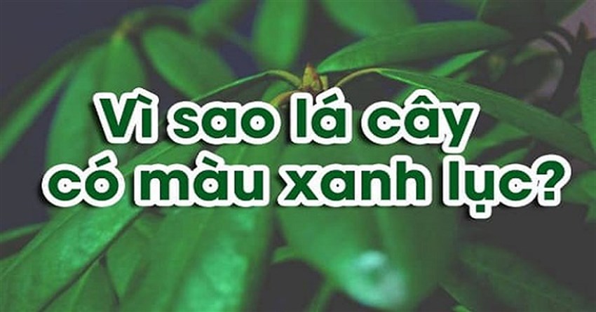 Vì sao lá cây có màu xanh lục? Tại sao diệp lục có màu xanh?