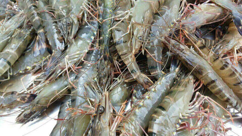 Chọn được tôm tươi sẽ làm món ăn của bạn ngon hơn