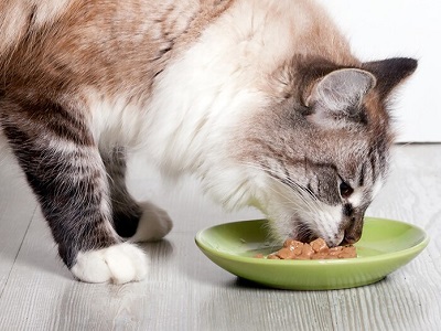 5 cách làm pate cho mèo nhanh béo đơn giản tại nhà