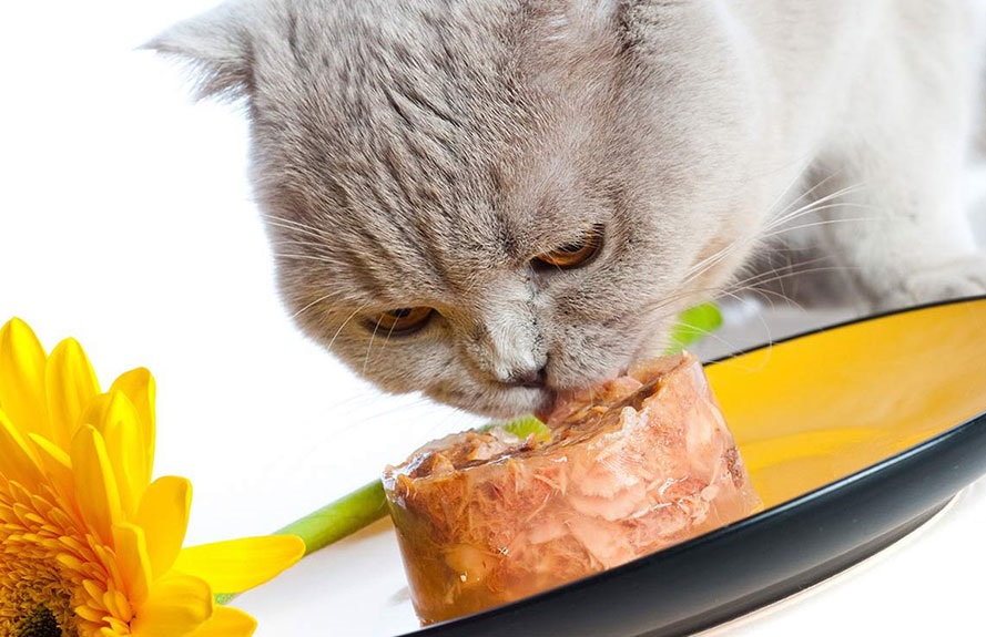 Cách làm pate cho mèo đơn giản
