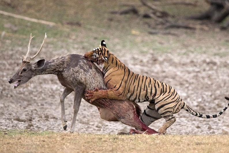 Hình ảnh hổ đẹp
