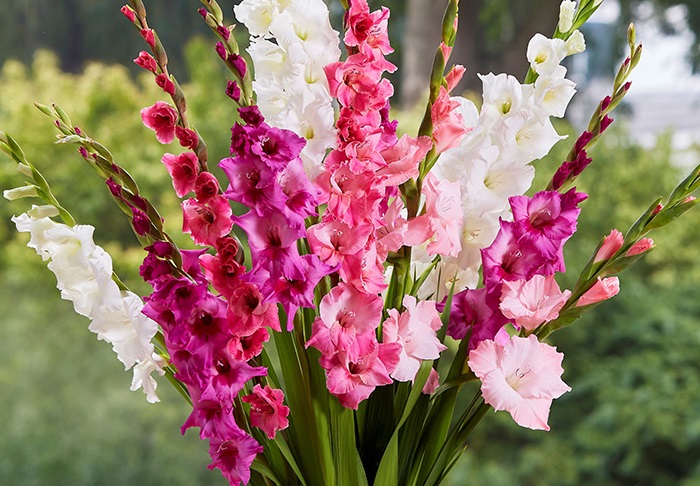 Ngày Tết thờ hoa gì? Ngày Tết thờ hoa gì?