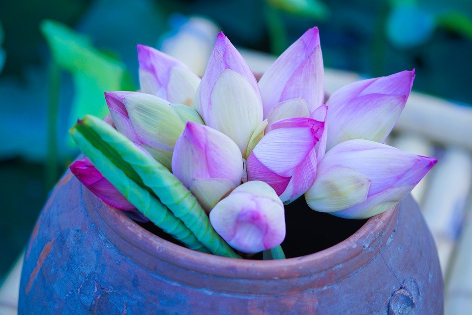 Hoa để bàn thờ ngày Tết Hoa để bàn thờ ngày Tết