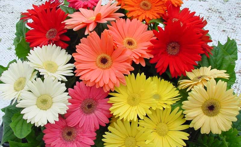 Hoa chưng bàn thờ ngày Tết Hoa chưng bàn thờ ngày Tết